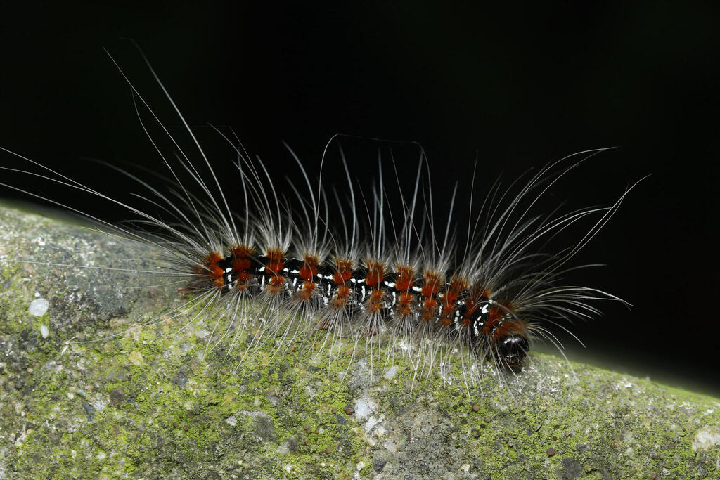 Eilema costipuncta