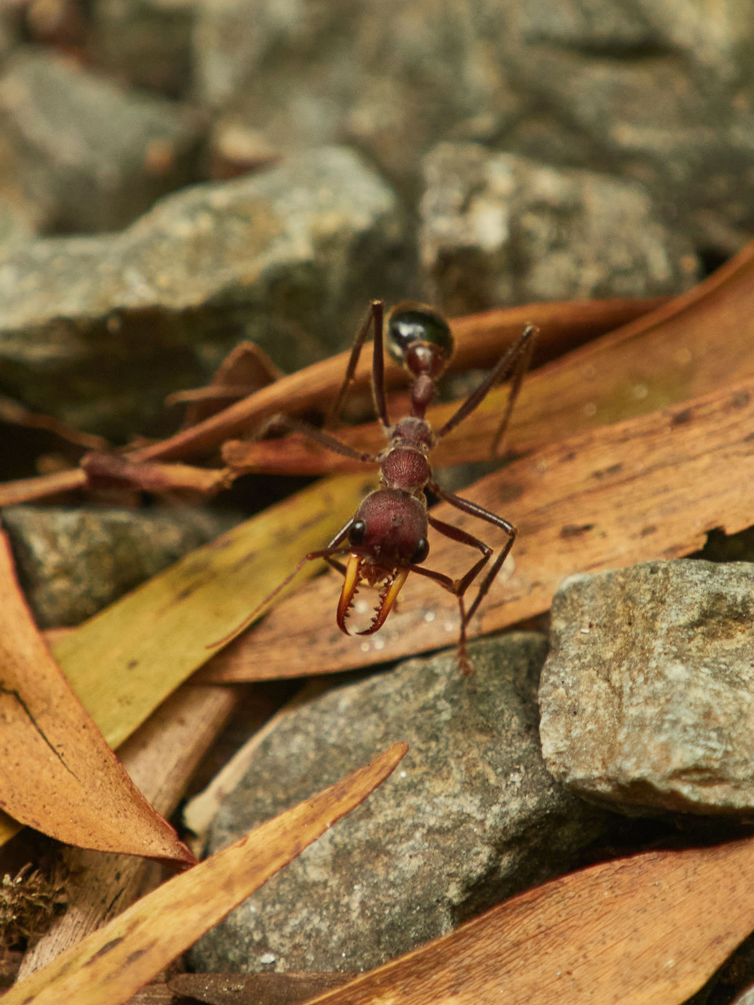Myrmecia minuscula