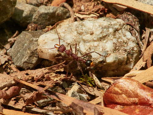 微小牛蚁Myrmecia minuscula