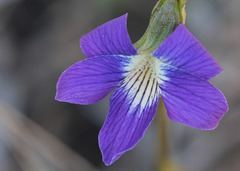 Viola palmata
