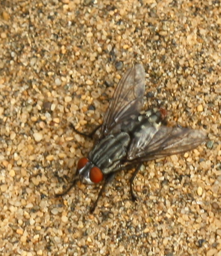 Sarcophagidae