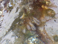 Clavelina