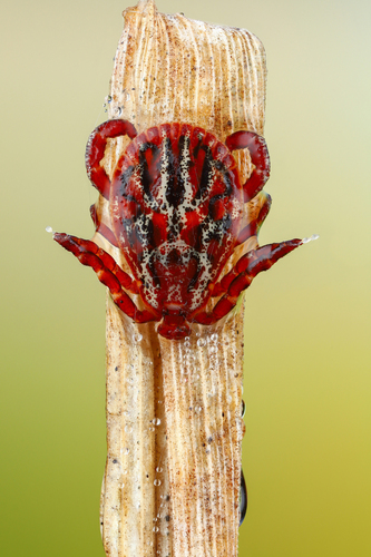 Ornate Cow Tick