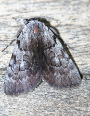 Catocala sordida