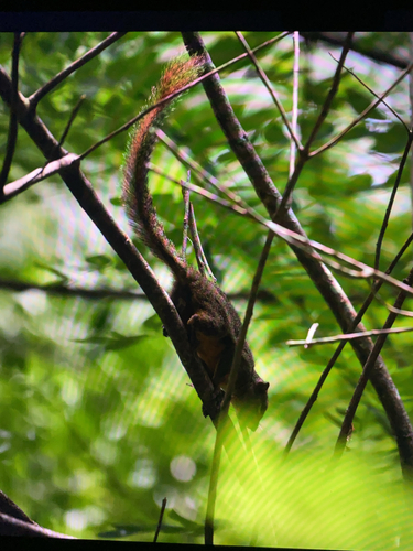 Callosciurus notatus