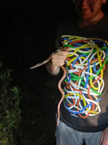 Golden-crowned Snake sighting