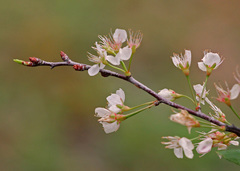 Prunus umbellata