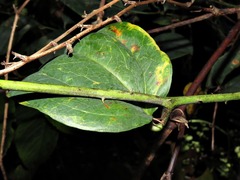 © Kate Braun, some rights reserved (CC-BY-NC)