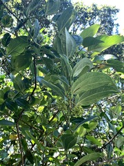 © Kate Braun, some rights reserved (CC-BY-NC)