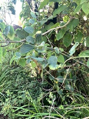 © Kate Braun, some rights reserved (CC-BY-NC)