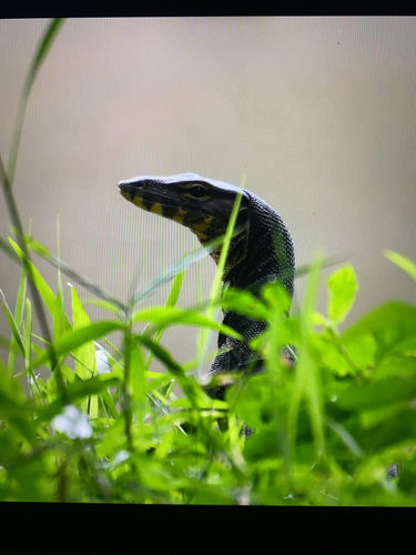 Varanus salvator