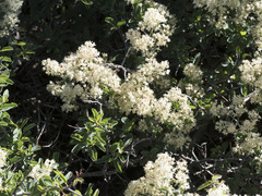 Ceanothus cordulatus