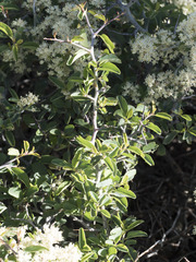 Ceanothus cordulatus