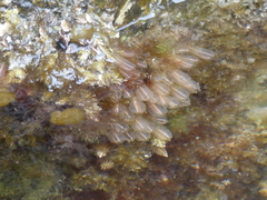 Clavelina