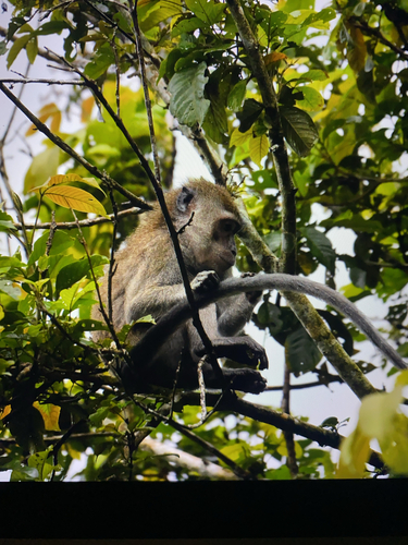 Macaca fascicularis