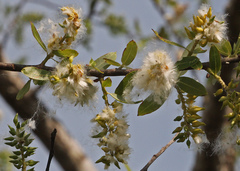 Salix caroliniana