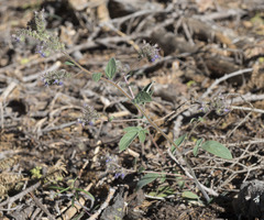 Phacelia mutabilis