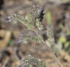 Phacelia mutabilis