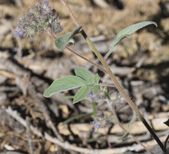 Phacelia mutabilis
