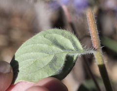 Phacelia mutabilis