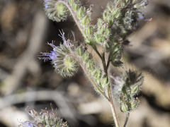 Phacelia mutabilis