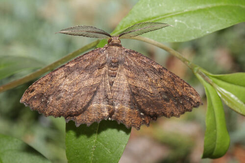 Menophra maderae