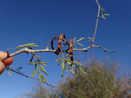 Alantsilodendron alluaudianum (Alantsilodendron alluaudianum)