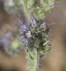 Phacelia mutabilis
