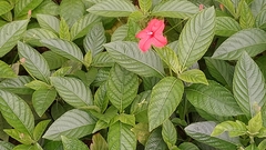 Ruellia elegans