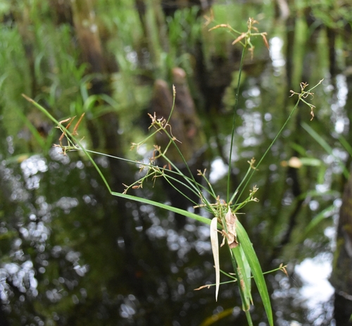 Rhynchospora careyana image