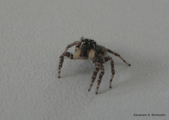 Sumampattus quinqueradiatus