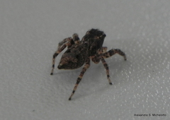 Sumampattus quinqueradiatus