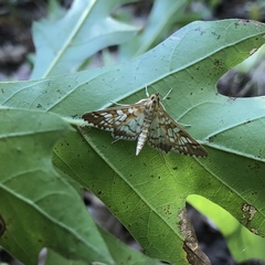 Epipagis fenestralis