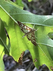 Epipagis fenestralis