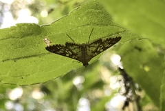 Epipagis fenestralis