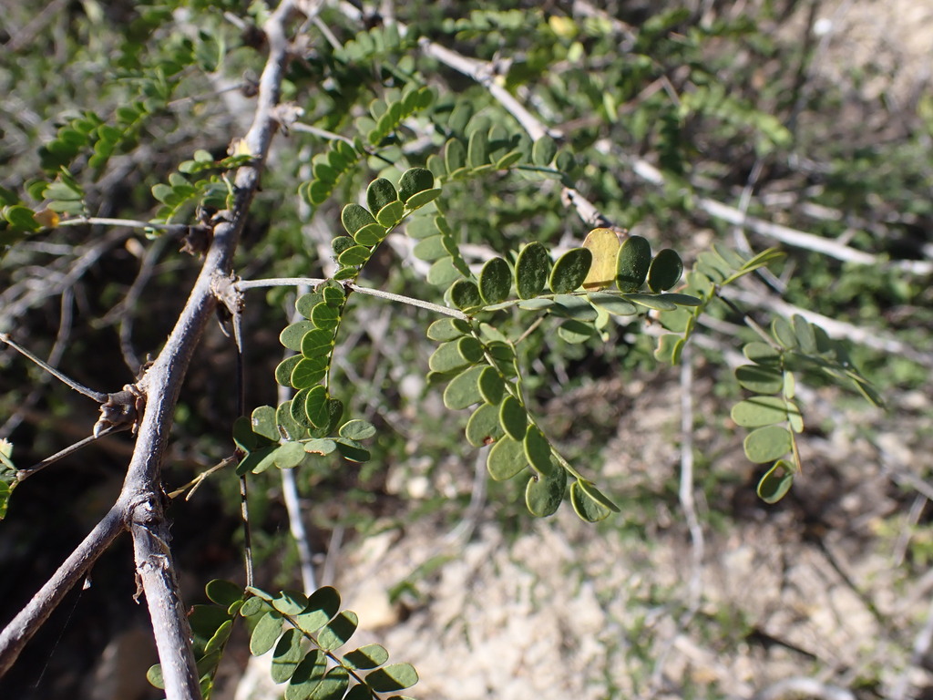 Alantsilodendron mahafalense