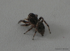 Sumampattus quinqueradiatus