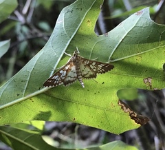 Epipagis fenestralis