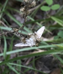 Epipagis fenestralis