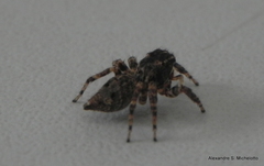 Sumampattus quinqueradiatus