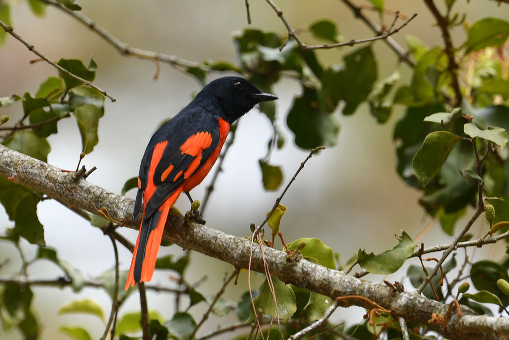 Scarlet Minivet photo
