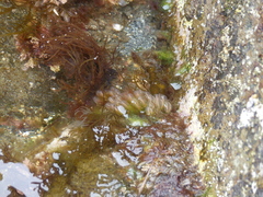 Clavelina
