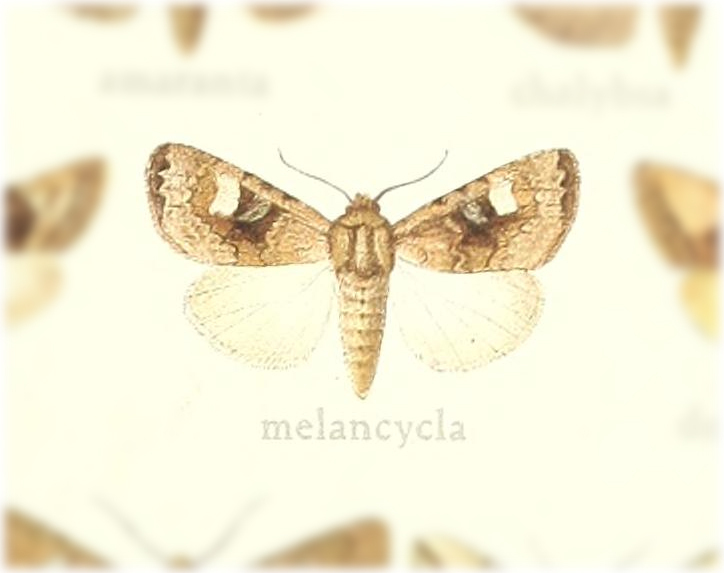 Euplexia melanocycla