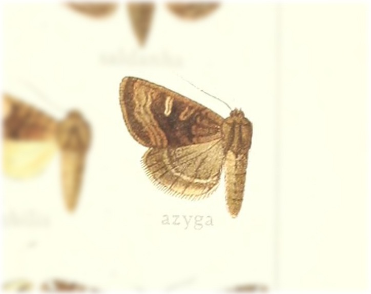 Euplexia azyga