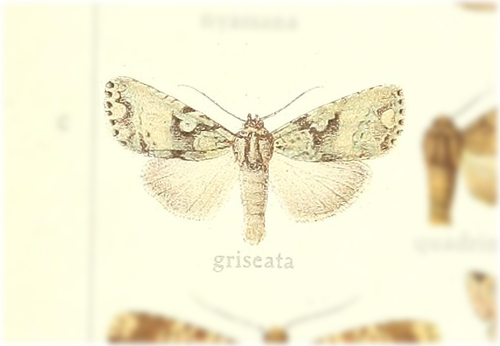 Kenrickodes griseata