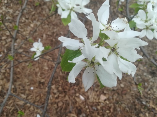 Pyrus ussuriensis iNat (3)
