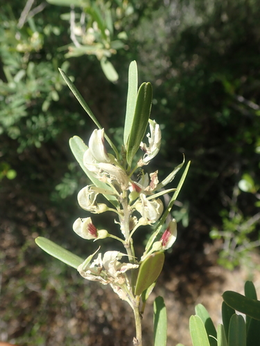 Tephrosia alba