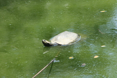 Podocnemis lewyana