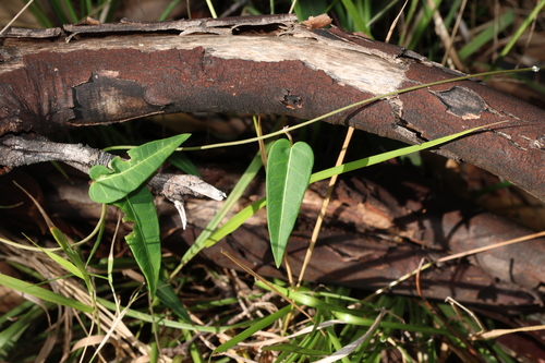 Image of Leichhardtia coronata by (c) Greg Tasney, some rights reserved (CC BY-SA)