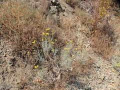 Senecio flaccidus douglasii